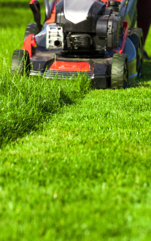 gras gras